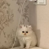 Британский длинношерстный котенок 1