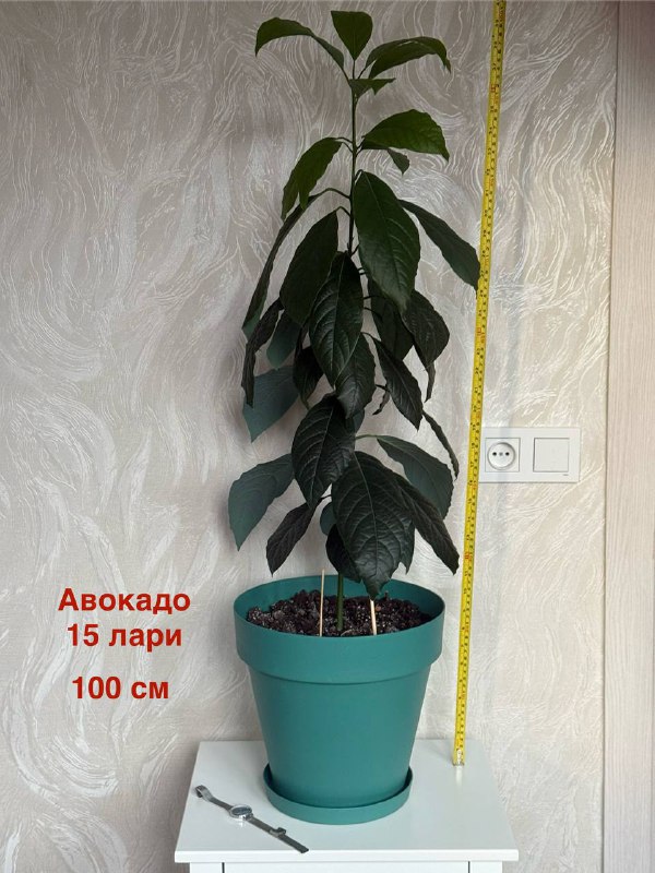Комнатные растения Авокадо, Гибискус, Фикус, Спатифиллум, Сансевиерия