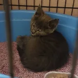 Котёнок Бампси 2