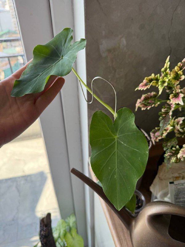 Домашние растения гибазис, традесканция, каллизия, колоказия, суккуленты, кактус, черенки хлорофитум, колеус 3