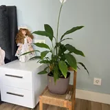Спатифиллум 2