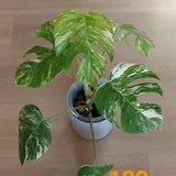 Комнатные растения 2