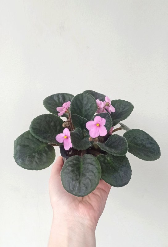 Фиалки, Оттона, Бегония, Сингониум, Хойя 2