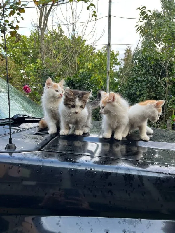 Котята в добрые руки 1