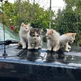 Котята в добрые руки 1