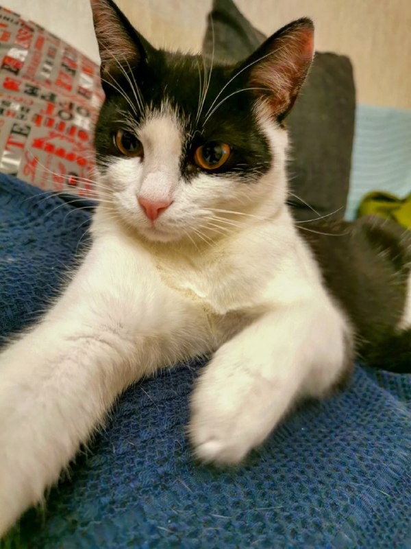 Котик Лютик ищет дом 10