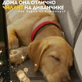 Гермиона, щенок 3