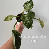 Комнатные растения, цветы 3
