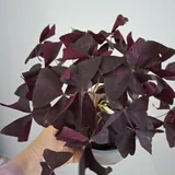 Oxalis, succulents, and houseplants 2