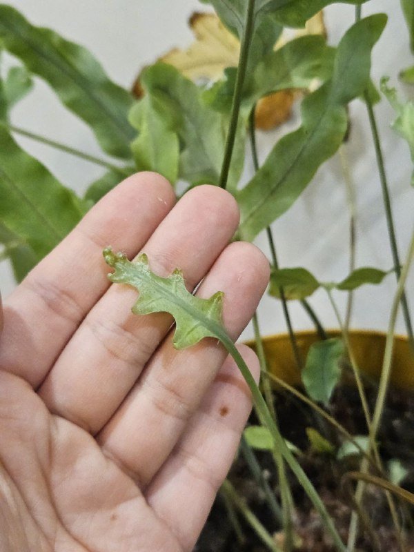 Флебодиум растение 45 см 2