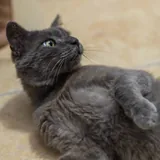 Нацу, спокойный взрослый кот 4
