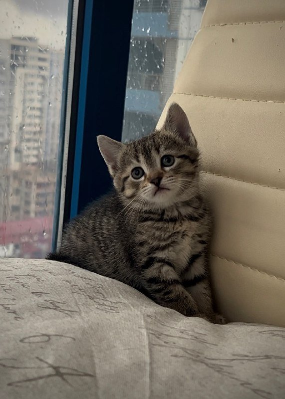 котята мальчик и девочка для ответственных родителей 3