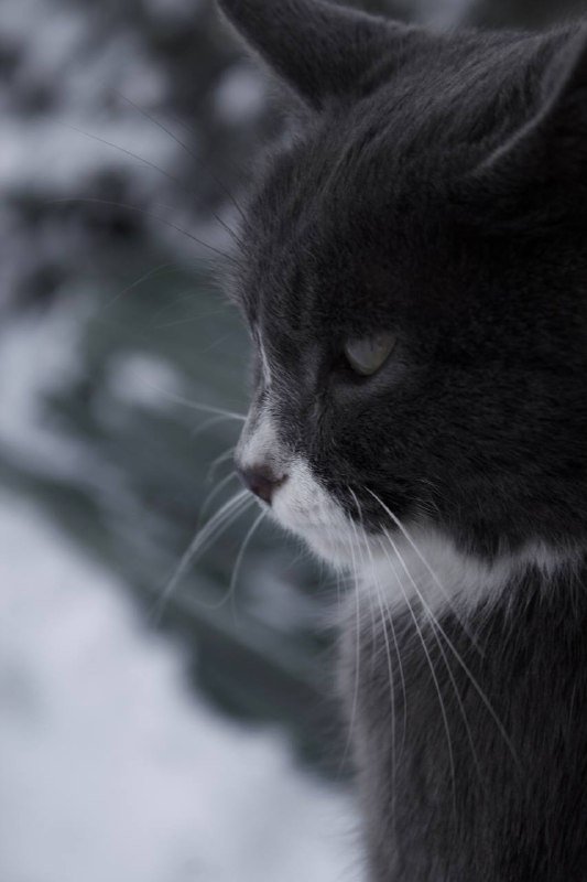 Камера Canon EOS 4000d с объективом и аксессуарами 3