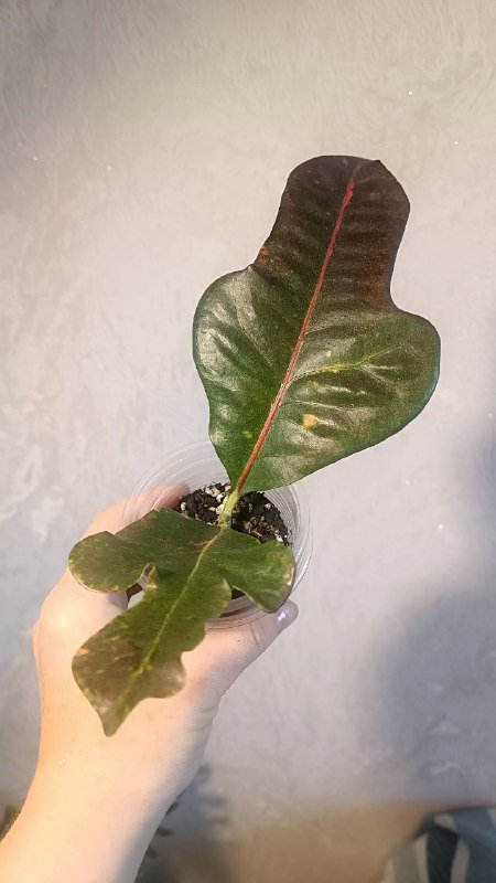 Кротон маленький черенок, большой черенок