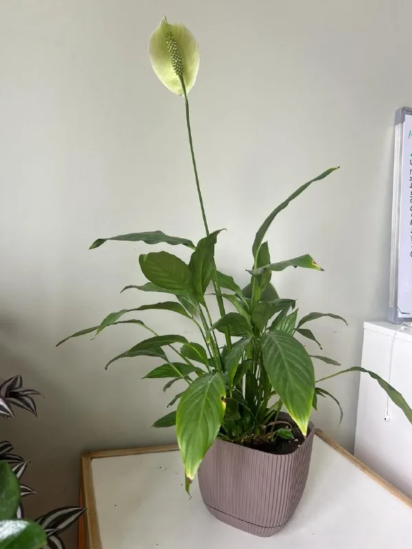 Спатифиллум 1