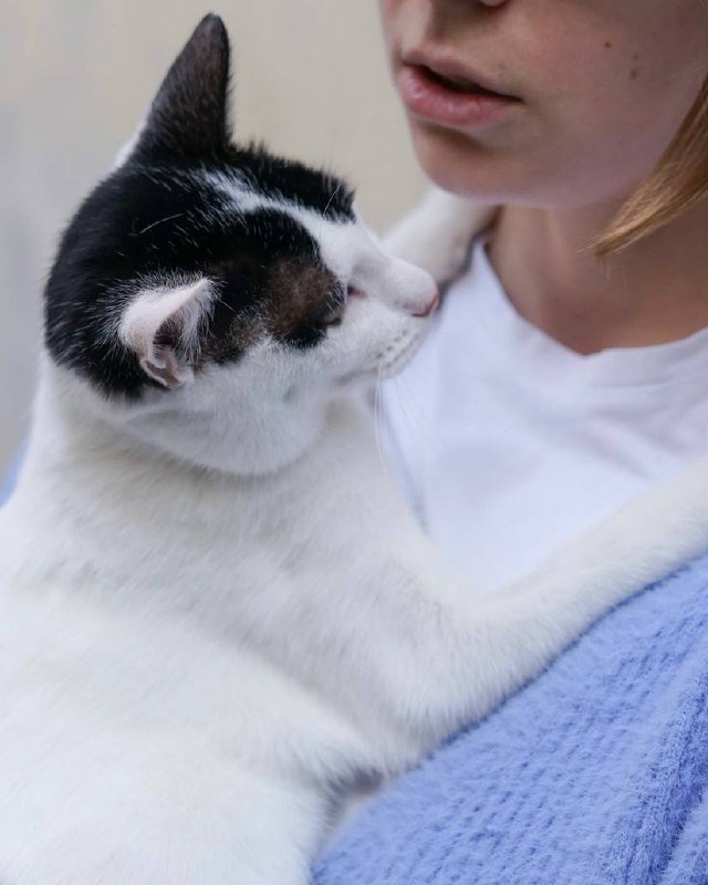 Котёнок Энтони, 4 месяца, мальчик, в дар 3