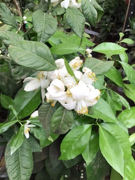 Саженцы цитрусовых: мандарин, лимоны, цитрон Рука Будды 2