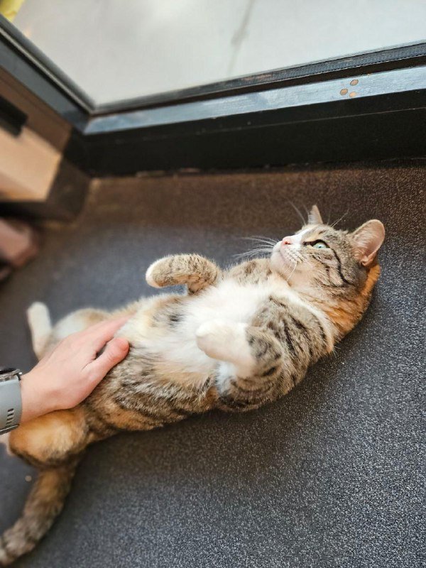 Кали трехцветная кошка для дома 4