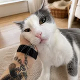 Ася, бело-серая кошка ищет дом 2