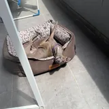 Лежанка для собак 2