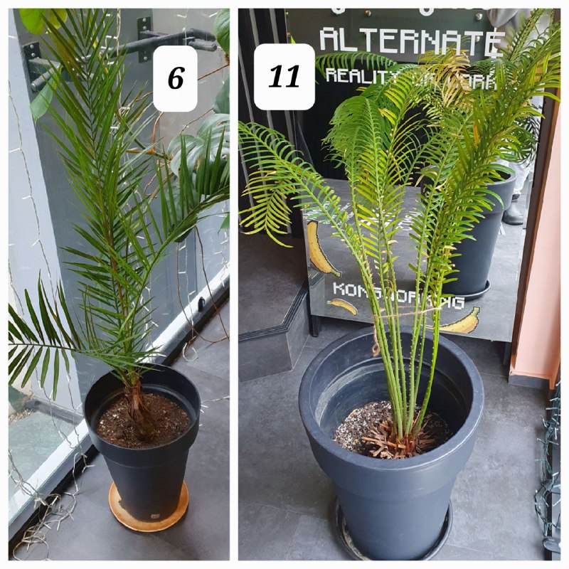 Цветы в горшках, домашние растения, взрослые деревья 6