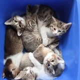 Котята 2