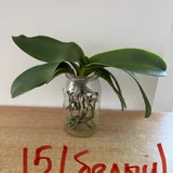 Орхидеи 3