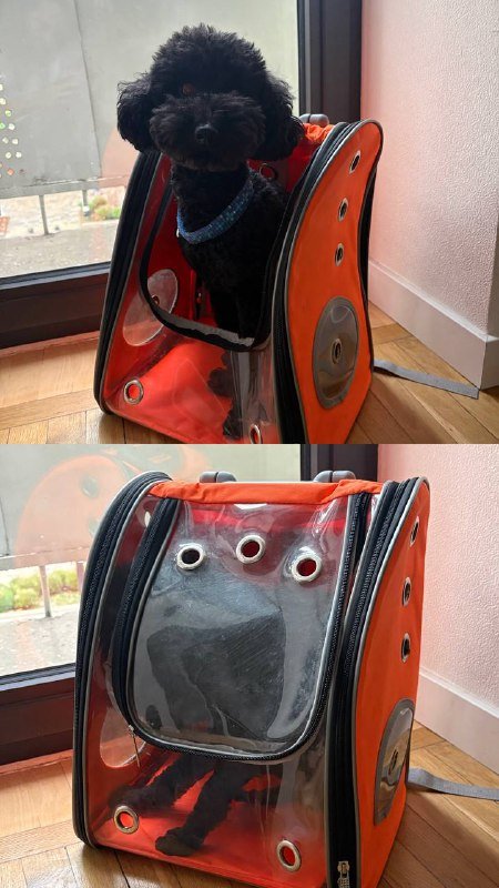 Переноска-рюкзак, шлейки, ошейники, игрушка, когтерез, расческа для собак и кошек 2