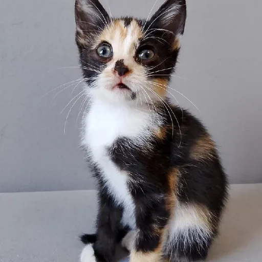 Котенок Ариэль