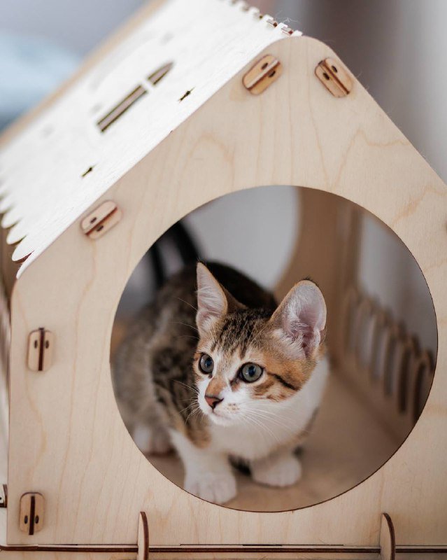 Котёнок Венечка для дома 5