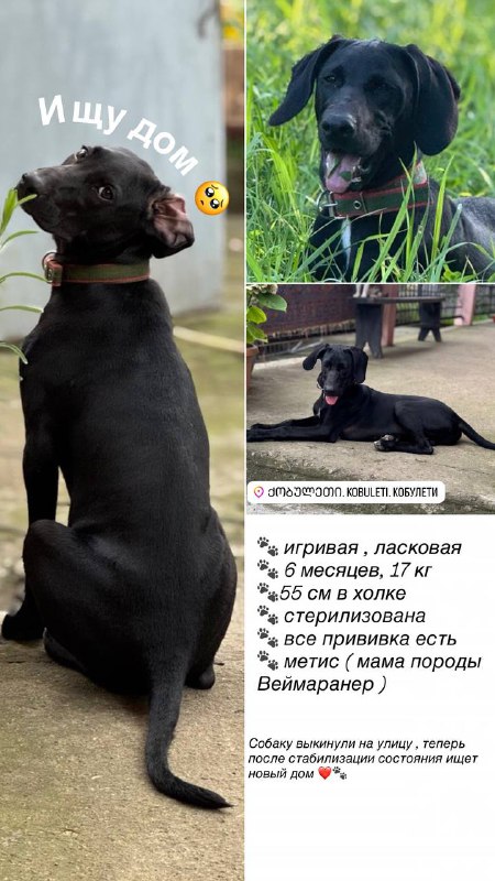 Собака девочка ищет новый дом 1