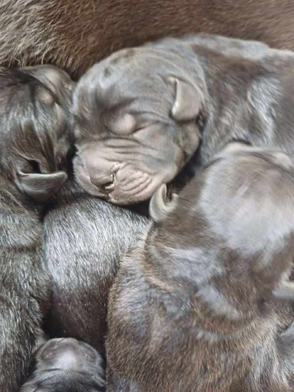 Щенки кане корсо