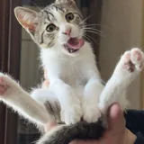 Котята 3