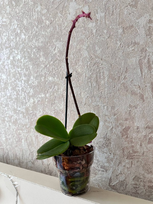 Орхидеи сорта ‘МИНИ’ Phalaenopsis mini 20-25 см с горшком 2