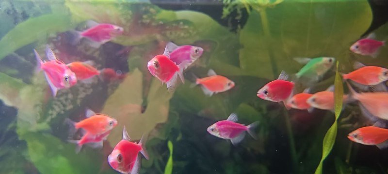 ΠΠΊΠ²Π°ΡΠΈΡΠΌΠ½ΡΠ΅ ΡΡΠ±ΠΊΠΈ Π’Π΅ΡΠ½Π΅ΡΠΈΠΈ