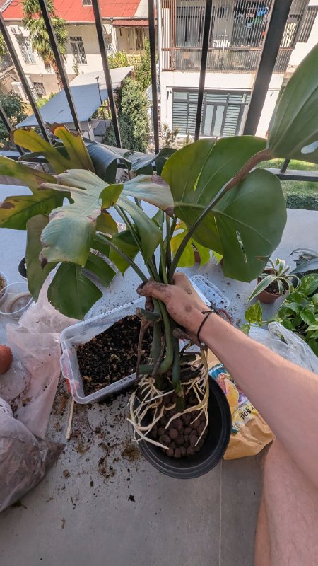 Монстера в горшке с грунтом 3