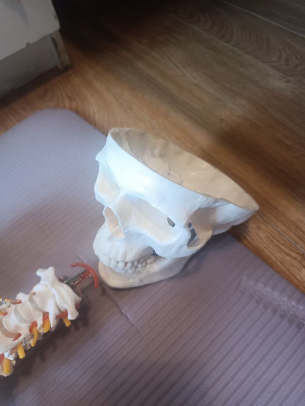 Анатомический скелет человека 170 см 7