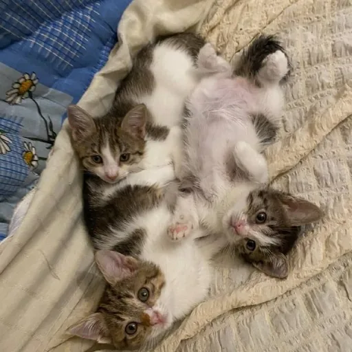 Котята
