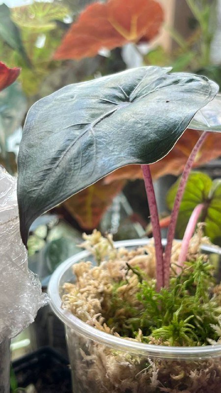 Гагеана ауреа, Полли, Юкатан принцесс, Шкура Дракона, Драгоценная орхидея 4