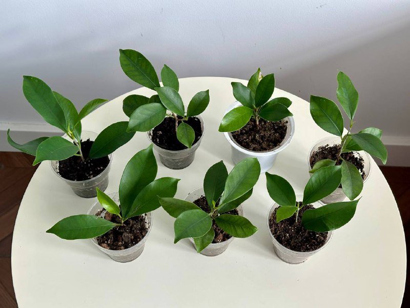 Черенки фикусов укоренённые