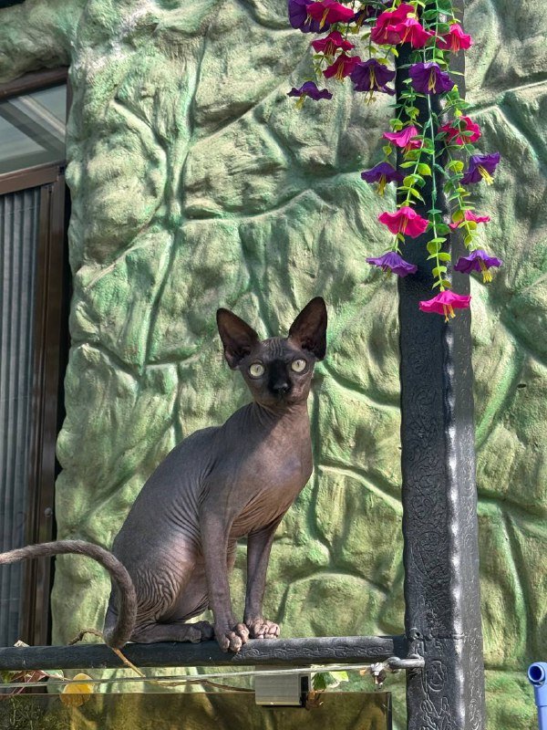 Девочка сфинкс