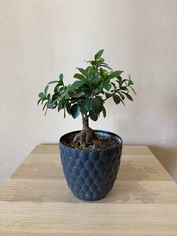 Фикус Гинсенг в горшке 40 см