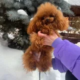Щенки той-пуделя 5