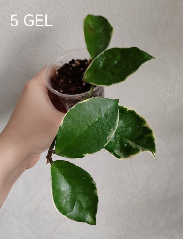 Растение Хойя 2