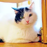 Кошка Мовита 2