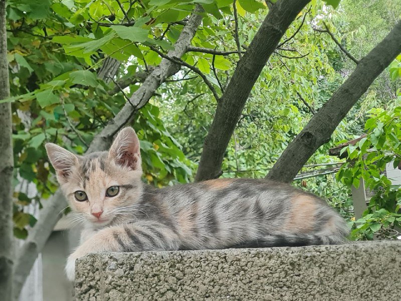 Котята ласковые и милые