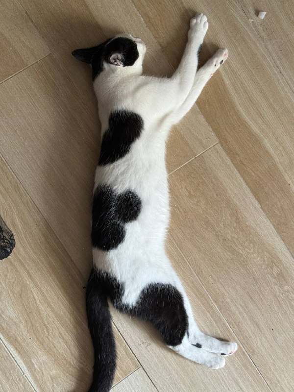 Молодой котик Бубенчик ищет дом 2