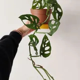 Эпипремнум золотистый, Монстера Манки, Пеперомия туполистная 2