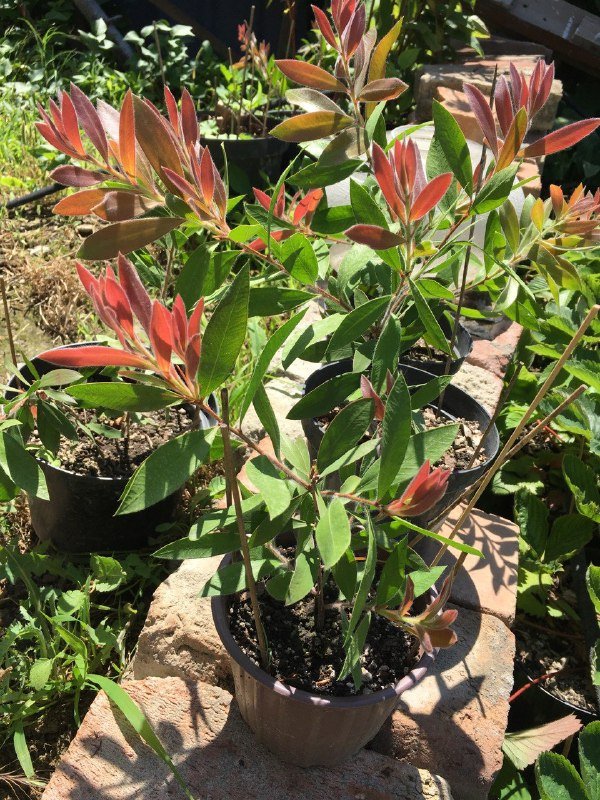 Каллистемон лимонный саженцы 2