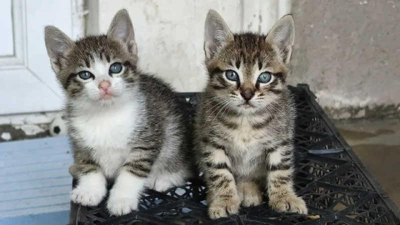 Котята 1